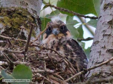 Junger Baumfalke im Nest. Offenbar noch nicht flügge